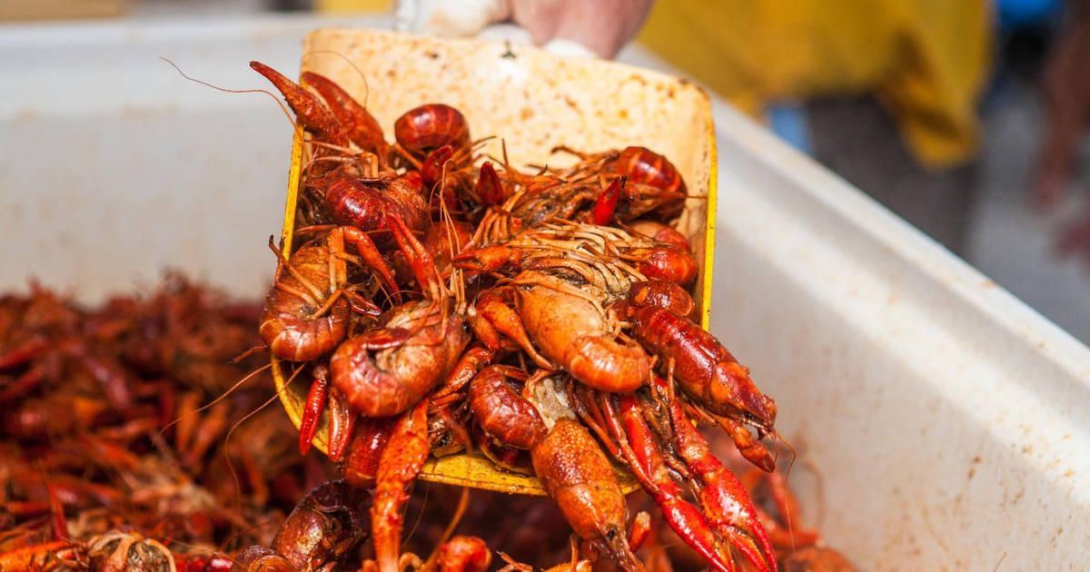 A scoop of boiled Louisiana crawfish fresh from the cooler